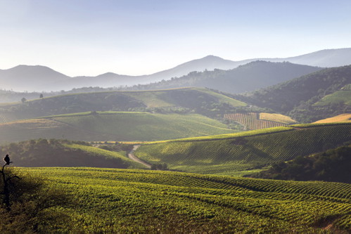 Die kühle Küstenzone der Aconcagua Coast in Chile oder die extremen Höhenlagen bei Chacra in Argentinien bringen herausragende Pinot Noirs mit aromatischer Tiefe hervor.