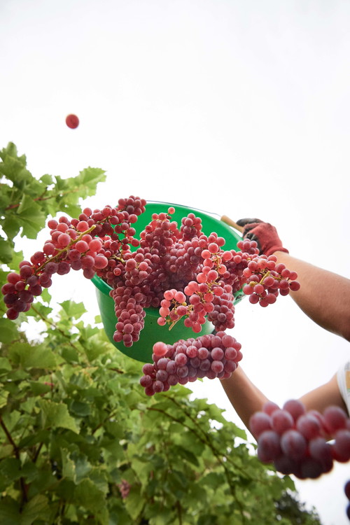  Die Familie Lanz hat sich ganz auf den Anbau von pilzwiderstandsfähigen Rebsorten spezialisiert. Ihr Weingut befindet sich in der Region Bayerischer Bodensee. 