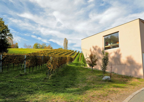 Beim Weingut Ploder-Rosenberg möchte man nicht mehr dafür sorgen, dass Rebsorten im Rebberg überhaupt überleben können, sondern von Grund auf Sorten pflanzen, die mit den Gegebenheiten zurechtkommen.