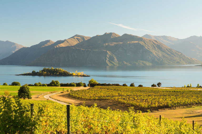 Central Otago im Süden Neuseelands ist eine magische Region für Pinot Noir - wie hier bei Rippon am Lake Wanaka.