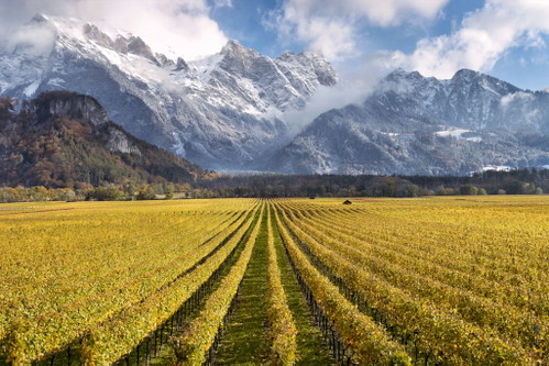 Hohe Berge umrahmen die Weingärten in der Bündner Herrschaft in der Schweiz, wo die besten Pinots in Daniel Gantenbeins Keller (im Kreis) reifen.