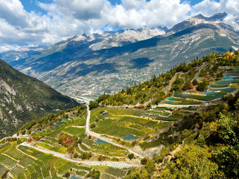 In Visperterminen im Schweizer Kanton Wallis wächst der weiße Traminer – unter dem Namen »Heida« – auf 1000 Metern Meereshöhe.