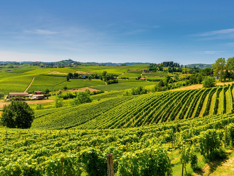 The Barbera vineyards near Asti and Nizza Monferrato stretch like waves over the gentle hills.  