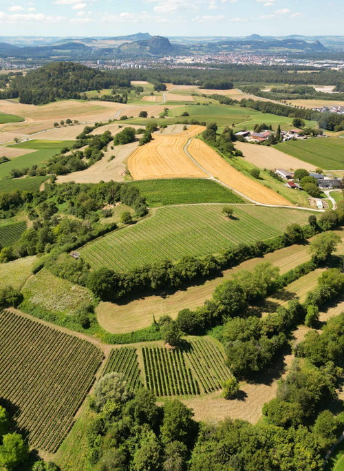 Der Bohlinger Galgenberg im Vordergrund liegt auf einer Insel von Vulkangestein: Ein Seitenast (»Schlot«) des im Hintergrund sichtbaren Hegauvulkans Hohentwiel lagerte an diesem Ort Lava ab.