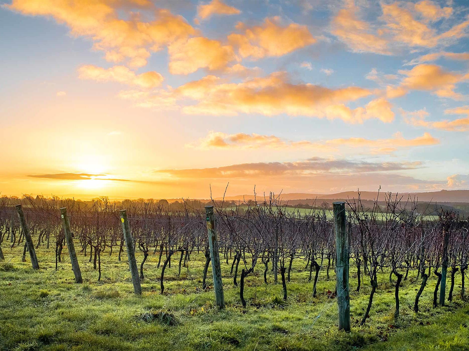 The sites at Nyetimber are clearly defined: they must be south-facing and the soils must be chalk or greensand.  