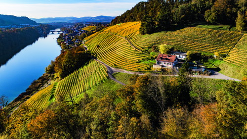 Blick auf die Rebberge des Weiguts Pircher in Eglisau. Rechts vom Rhein der Wald, der die Einzellage Sonnenhalde begrenzt.