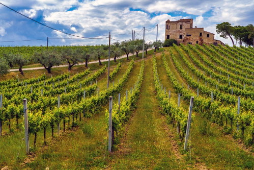 Suvereto liegt etwas südlich von Bolgheri im Anbaugebiet Val di Cornia. Auch hier gedeihen prachtvolle Weine auf Bordeaux-Blend-Basis. 