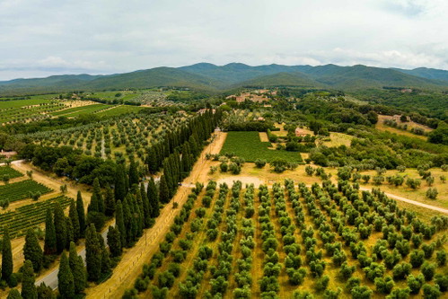 Markante Landmarke: die doppelreihige Zypressenallee, die von der Via Aurelia fünf Kilometer schnurgerade nach Bolgheri führt. 