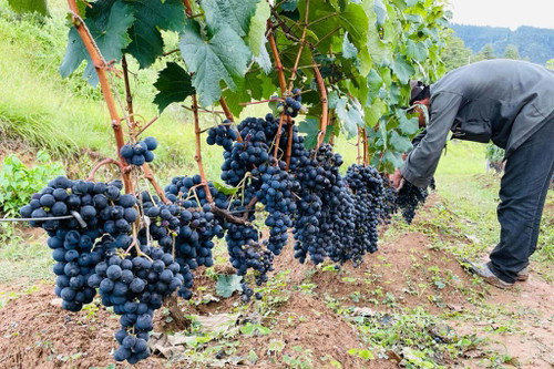Das Weingut Paro.