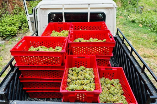 Die erste Selektion von Chenin Blanc Trauben für die erste kommerzielle Ernte in GorTshalu.