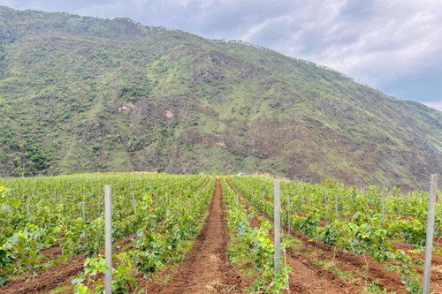 Das Weingut Norzenthang befindet sich im Osten Bhutans.