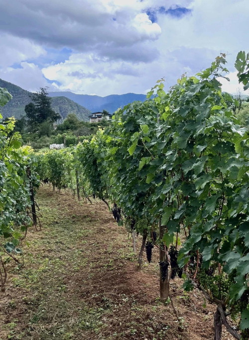Das Weingut Paro.