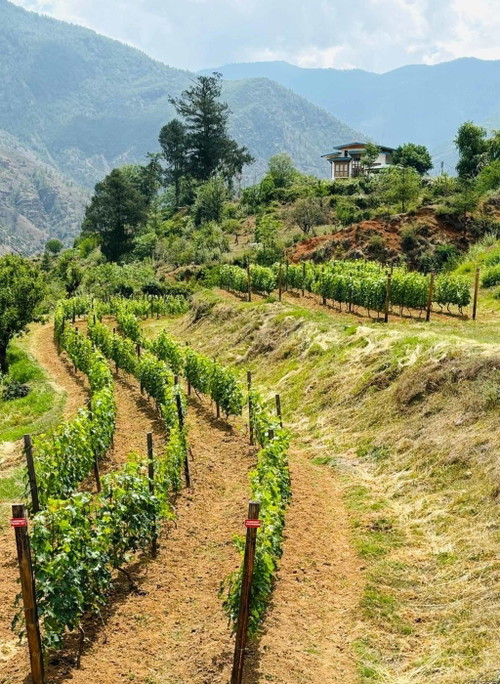 Oberhalb der Stadt Paro, in der Nähe des internationalen Flughafens, befindet sich das Weingut Paro.

