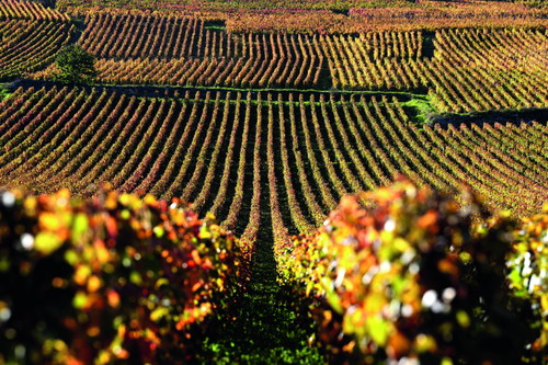 Das immense Potenzial der Lage Romanée-Conti war schon Ende des 16. Jahrhunderts bekannt.