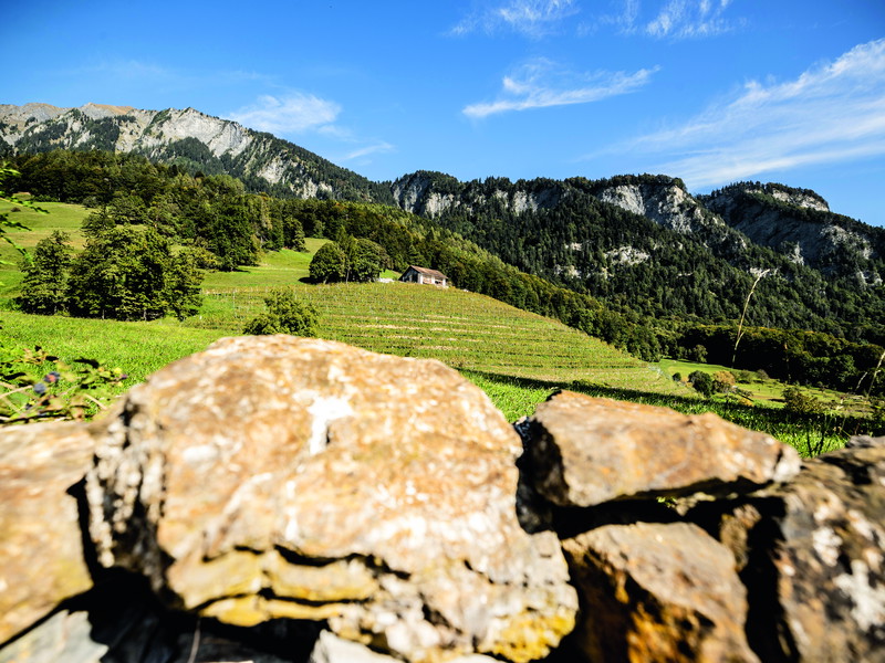 Die Einzellage Bothmarhalde in Malans wird von Kalk- und Schiefergestein dominiert. Die Weine, die hier entstehen, sind einzigartig stoffig und würzig. 