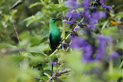 Auch die Vogelvielfalt in Südafrika ist beeindruckend. Rund 850 Arten leben hier: von Eisvögeln bis zu majestätischen Adlerarten.