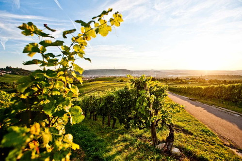 Weinberge bei Fellbach, Weingut Schnaitmann.