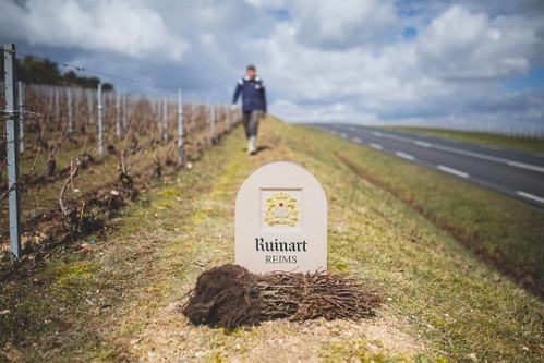 Champagne Ruinart.