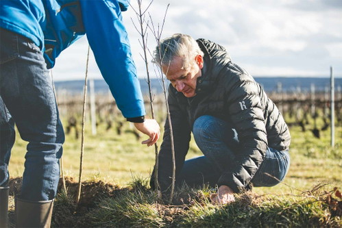 Champagne Ruinart has invested in a research project in the vineyards to mitigate the effects of global warming.