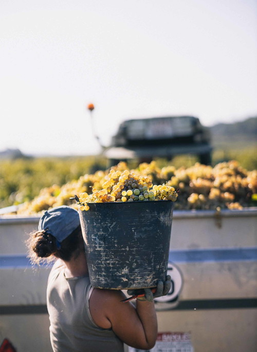 The Spanish region of Penedès, the stronghold of cava, is particularly struggling with global warming. 