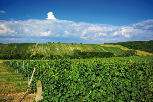 Weingut Gesellmann.