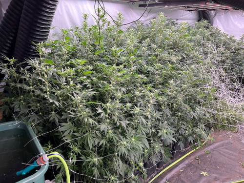 Cannabis-Plantage