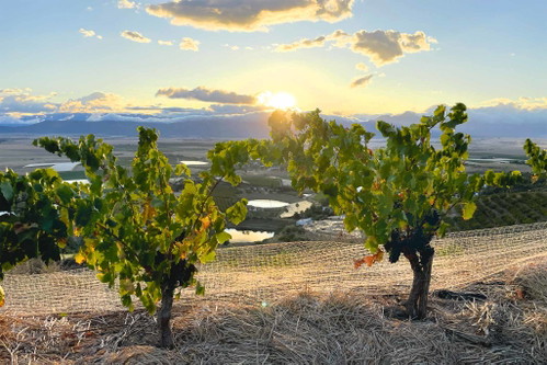 Seit 15 Jahren zeigen David und Nadia Sadie, welches Potenzial die Weinregion Swartland hat.