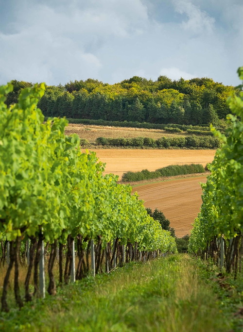 The winemakers of southern England do not have to worry about excessive ripeness or an excessively high alcohol content – on the contrary.