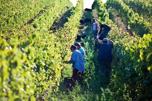 Das Weingut Ômina Romana.