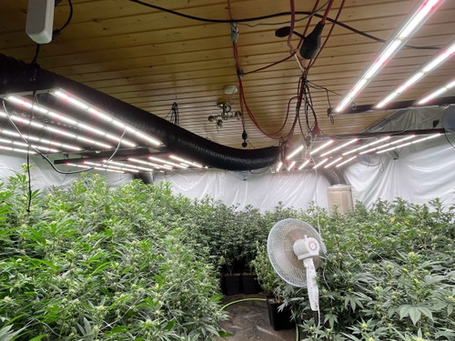 Cannabis-Plantage