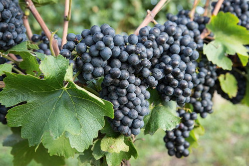 Weingut Prieler.