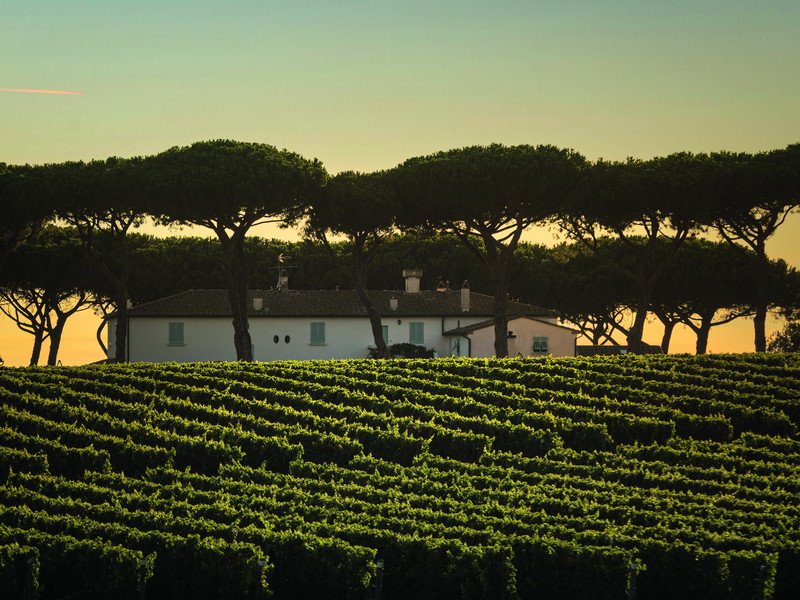 Schimmert geheimnisvoll in der Abendsonne: Das Herrenhaus der Tenuta Guado al Tasso, Antinoris Weingut in Bolgheri.