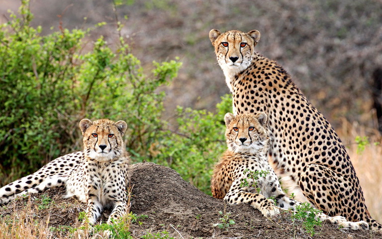 Auf Safari begegnen einem majestätische Geparde, die lautlos durch das hohe Gras schleichen. Ihr durchdringender Blick lässt die Luft vor Spannung vibrieren.