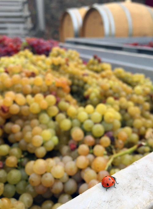 Das Weingut Wieninger zählt zu den Pionieren des biodynamischen Anbaus und zu den Top-Produzenten des Wiener Gemischten Satzes DAC.