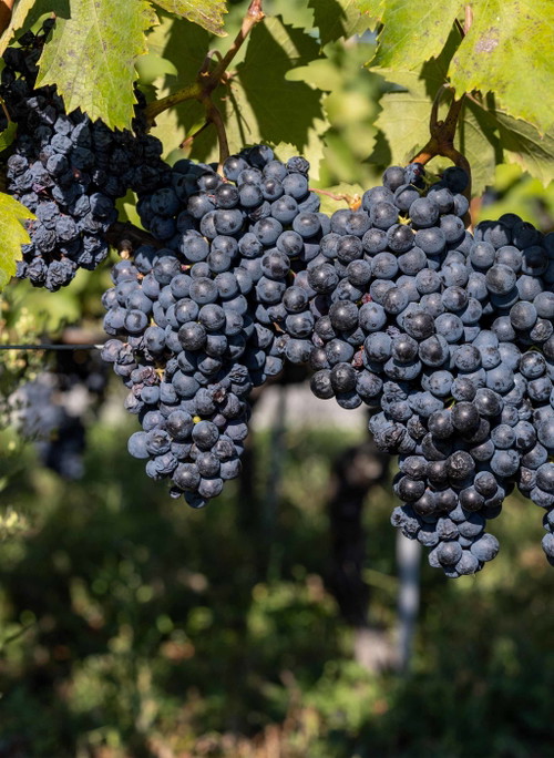 Aus der Sorte Nebbiolo werden sowohl Barolo als auch Barbaresco hergestellt.