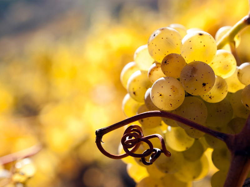 Der Riesling liebt die Nähe von Gewässern: Nicht von ungefähr liegen die gesuchtesten Herkünfte an Rhein, Main, Nahe, Mosel und Donau.