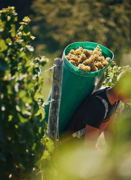 Das Weingut Dönnhoff gehört zu den Stars des Nahe-Tals.
