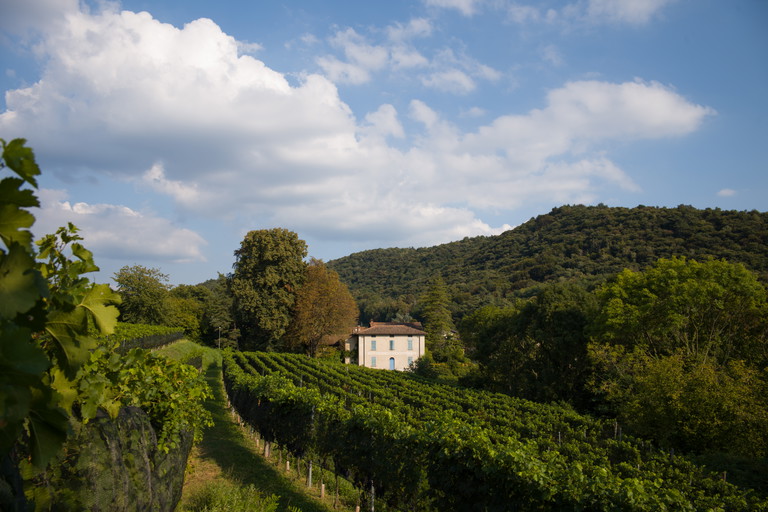Im Tessin ist die Rebsorte Merlot tonangebend. Rund 80 Prozent der hiesigen Rebfläche sind mit ihr bestockt. Produzenten wie die Cantina Barbengo keltern immer filigranere Weine aus der Sorte.