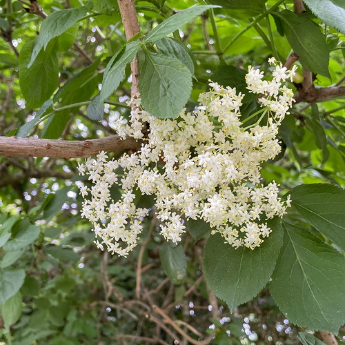 Holunderblüte