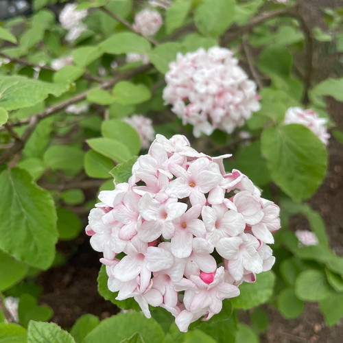 Sakura-Blüte
