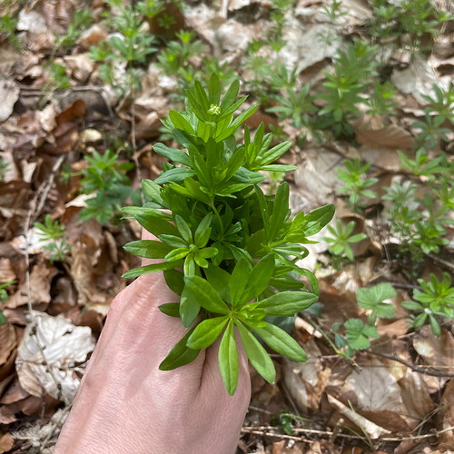 Waldmeister
