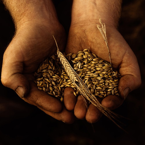 Das Terroir der Gerste sollte das Rückgrat der Waterford Distillery und deren Whiskys werden.