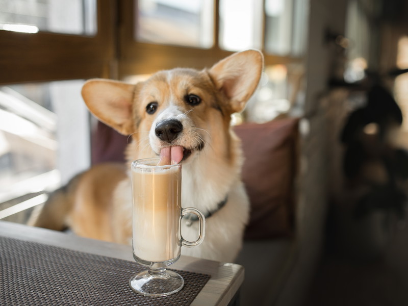 Das »Corgi Coffee« wird Wiens erstes Hundecafé