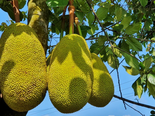 Zum verwechseln ähnlich: Jackfruit und Durian (Stinkfrucht) liegen zwar optisch nah beieinander, sind jedoch biologisch nicht miteinander verwandt!