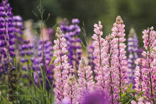 Blühende Lupine