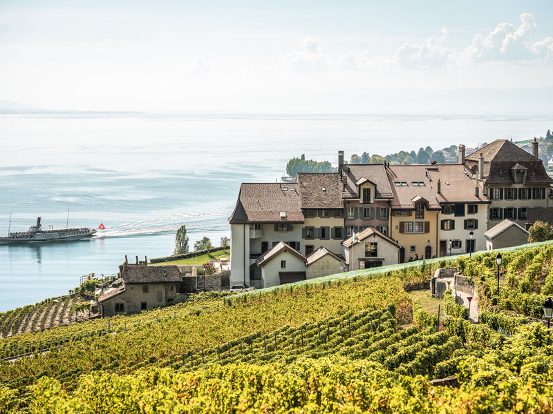 Die Rebberge des Lavaux am Genfersee. 