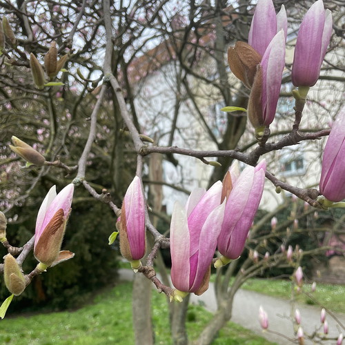 Tulpenmagnolie