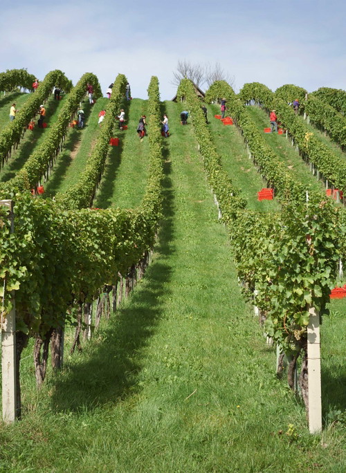 Die selektive Handlese ist die Grundlange für die eleganten Chardonnay-Weine der Steiermark.
