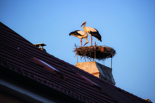 Zahlreiche Storchenpaare nisten auf den Ruster Dächern, sie sind das Wahrzeichen der Stadt.