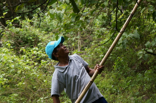 Ein Mangobauer aus den Philippinen.